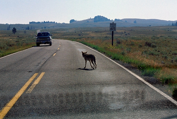 20000801   Yellowstone 089